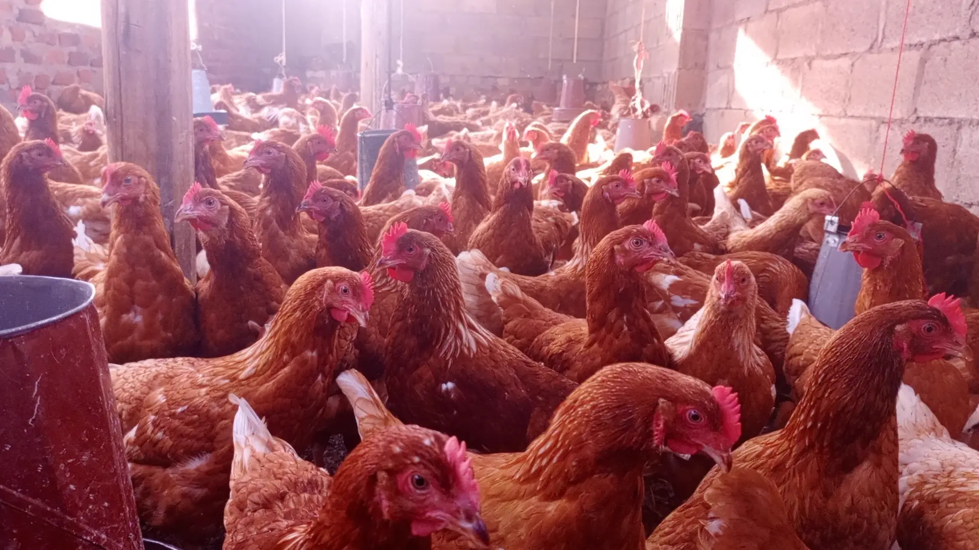 Chickens raised through the His Grace Poultry Project